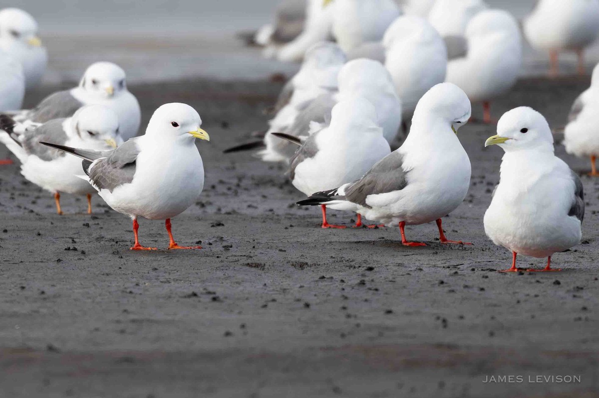 Red-legged Kittiwake - ML638377696