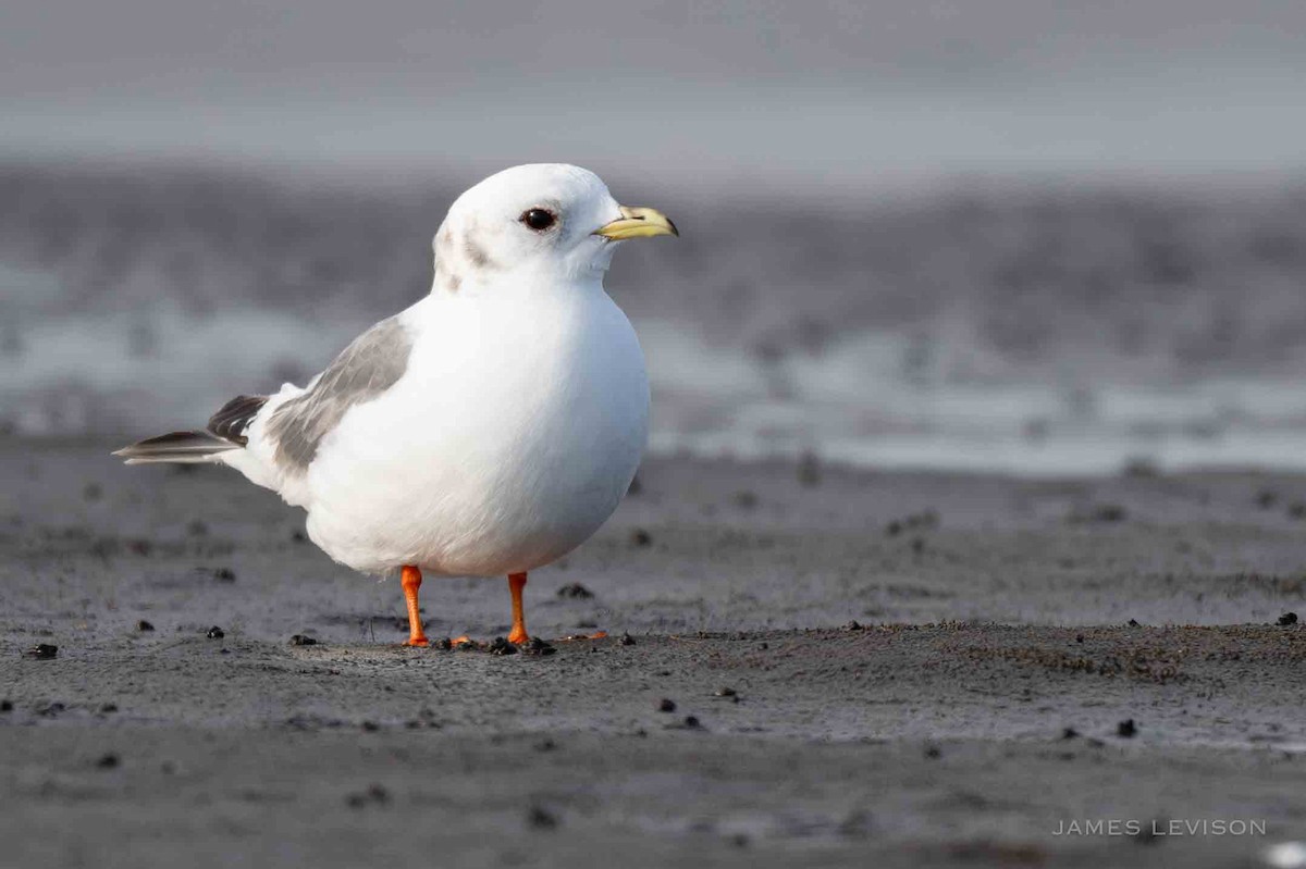 Red-legged Kittiwake - ML638377714