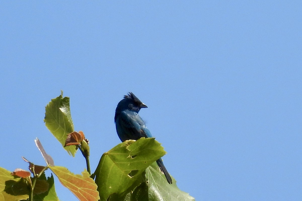 Indigo Bunting - ML638377721