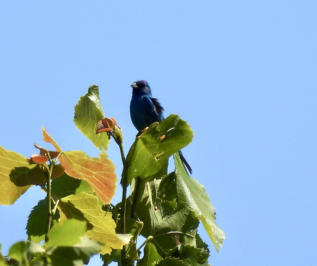 Indigo Bunting - ML638377722