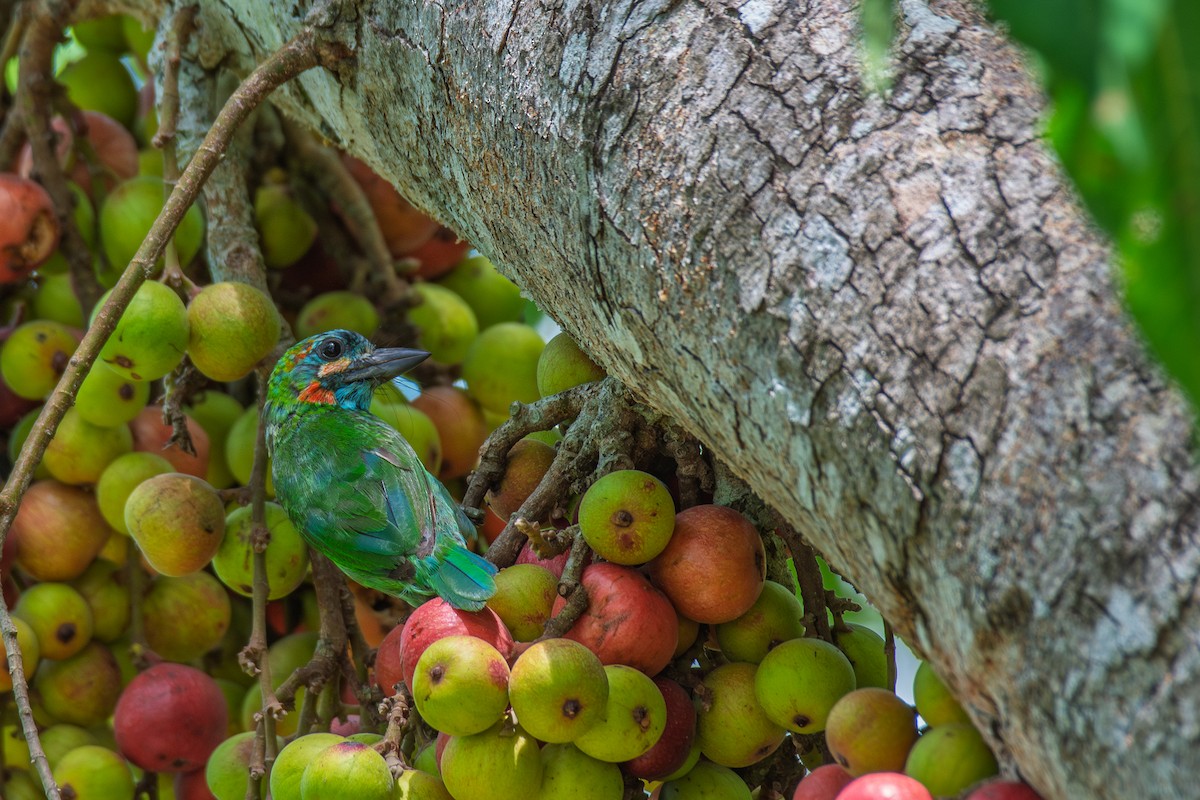 Blue-eared Barbet - ML638377726