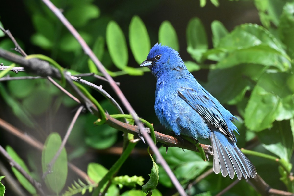 Indigo Bunting - ML638377740