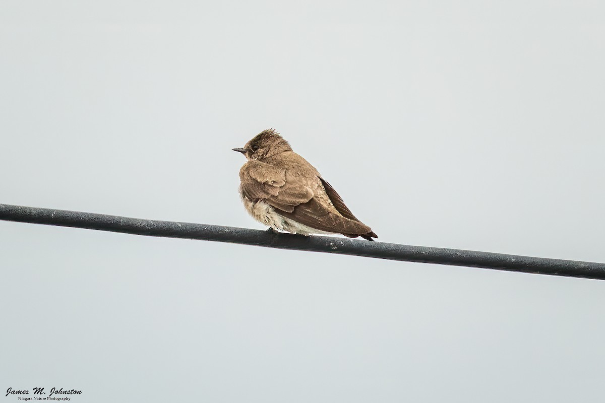 Northern Rough-winged Swallow - ML638377772