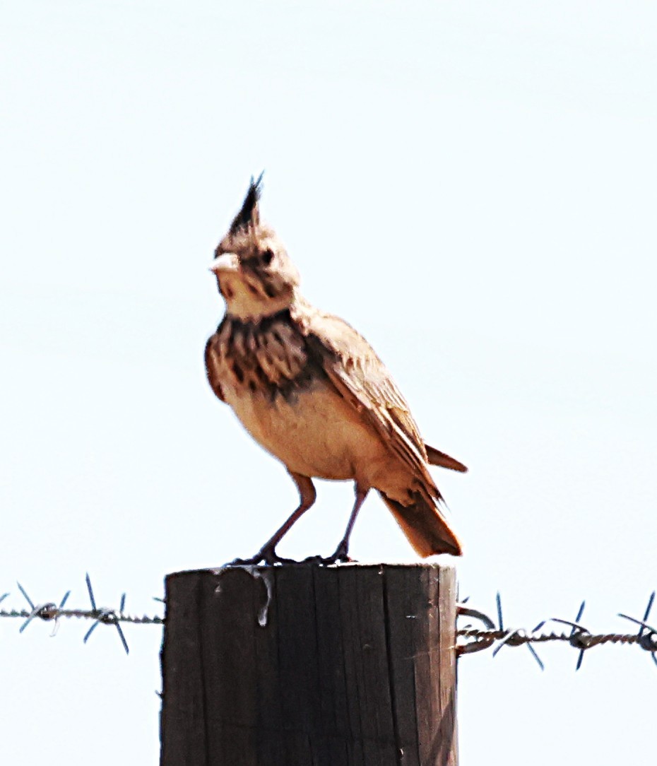 Crested Lark - ML638377781