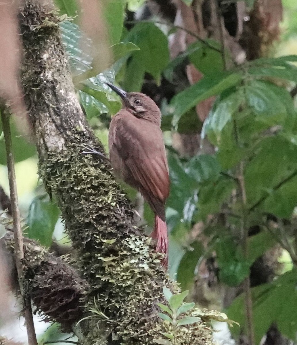 Plain-brown Woodcreeper - ML638377808