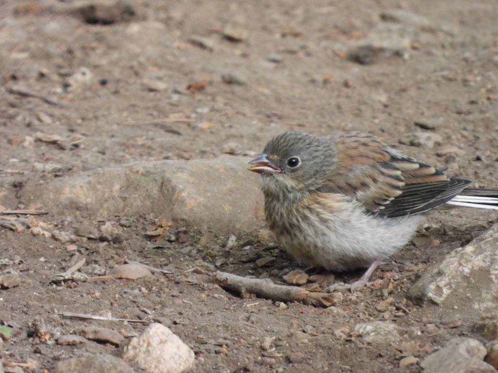 Junco Ojioscuro - ML638377831