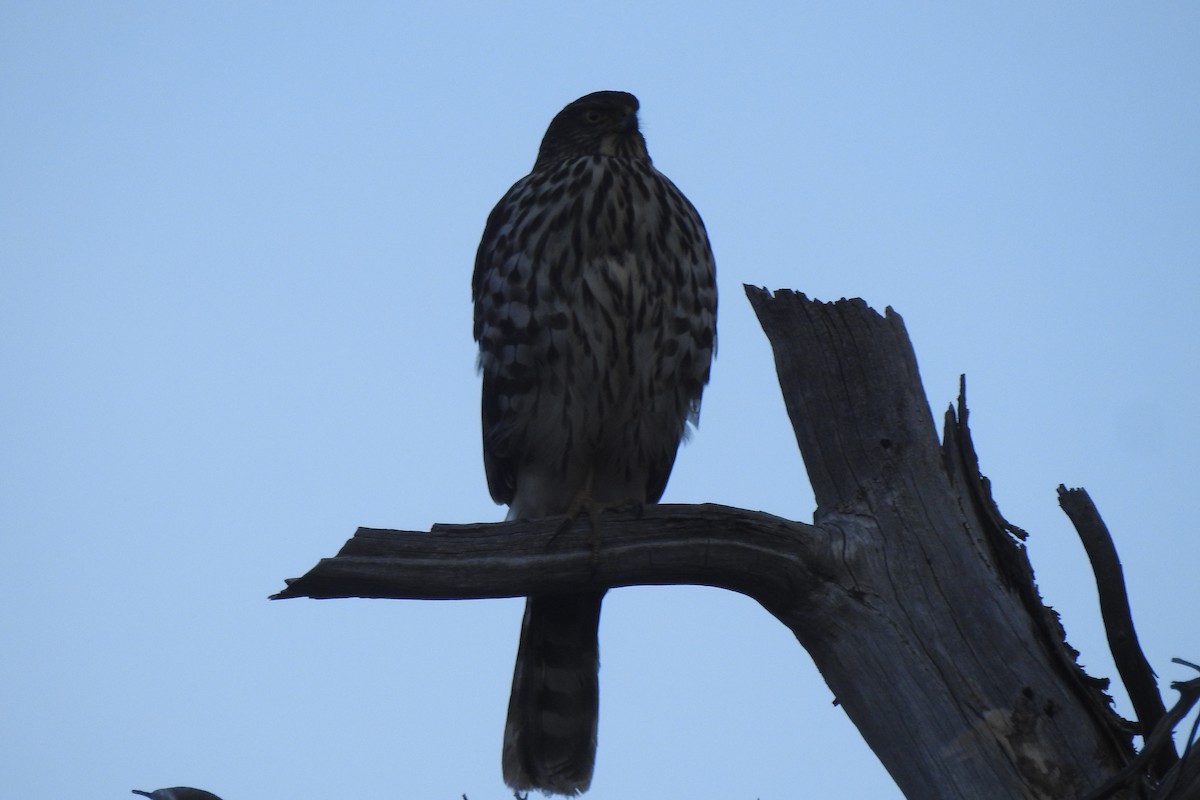 Chilean Hawk - ML638377832