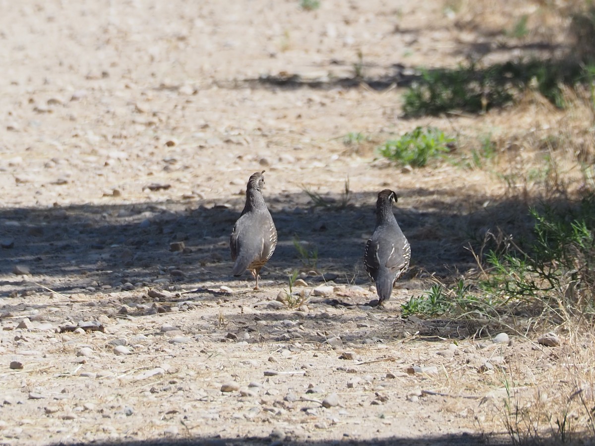 California Quail - ML638377845