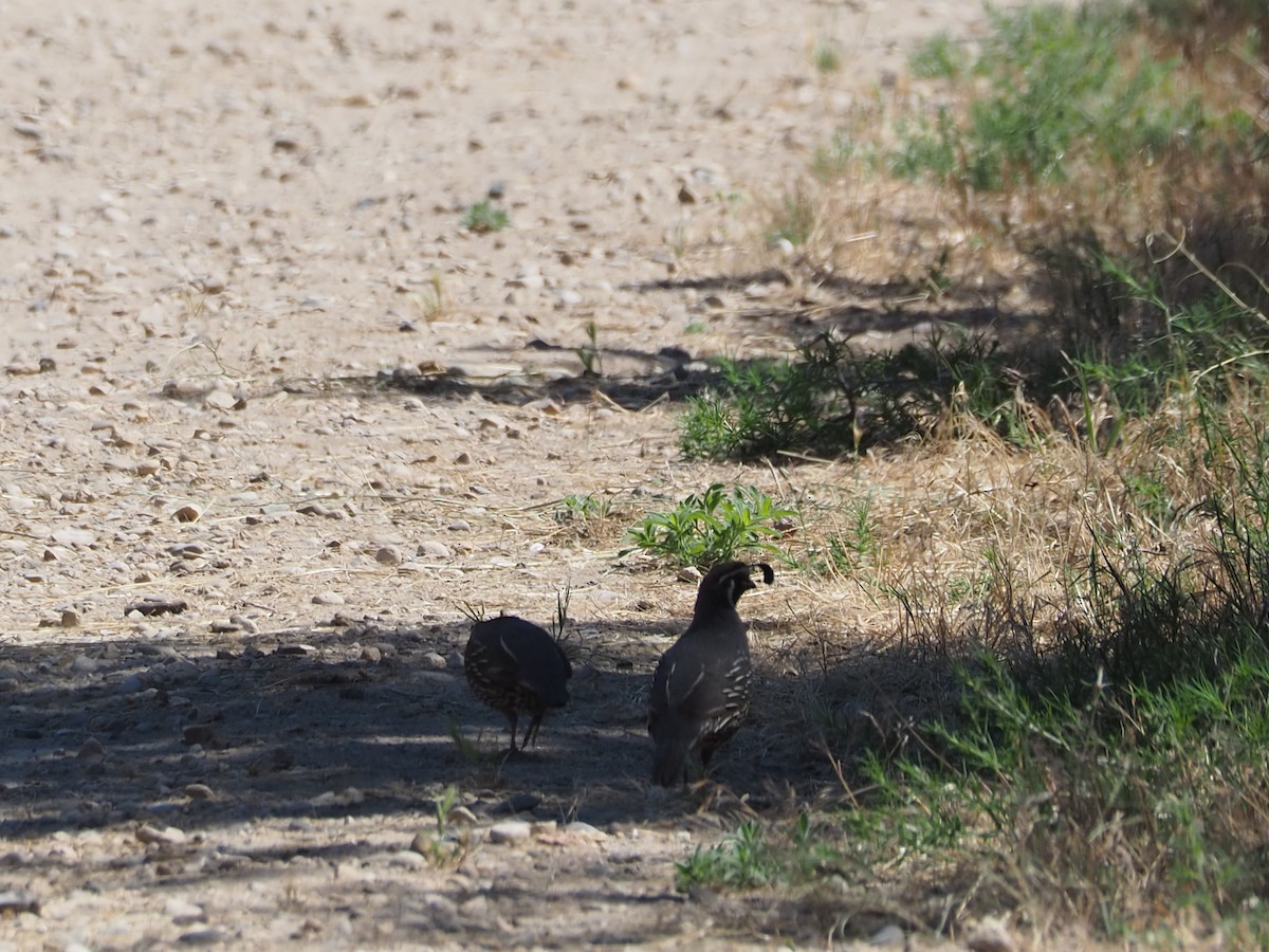 California Quail - ML638377846
