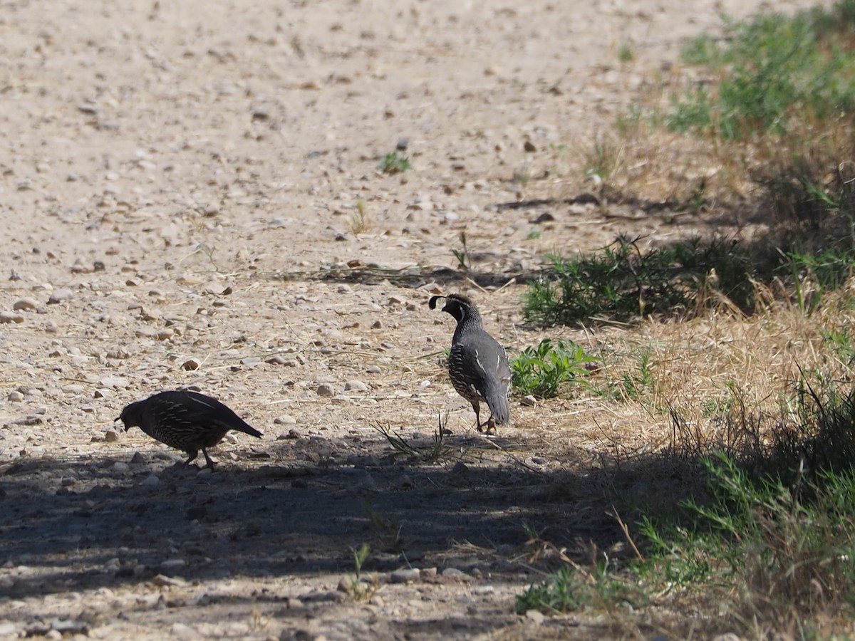 California Quail - ML638377847