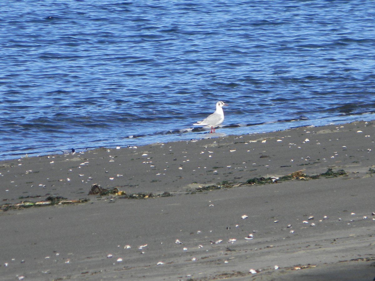 Brown-hooded Gull - ML638377856