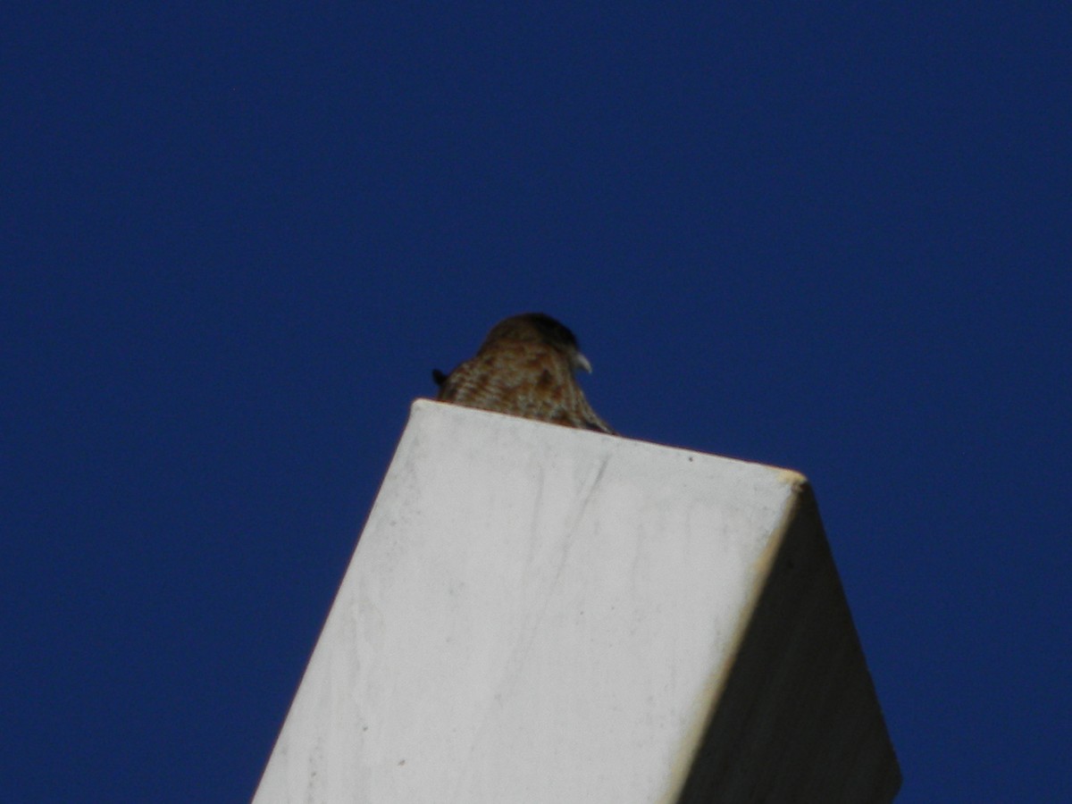 Chimango Caracara - ML638377859