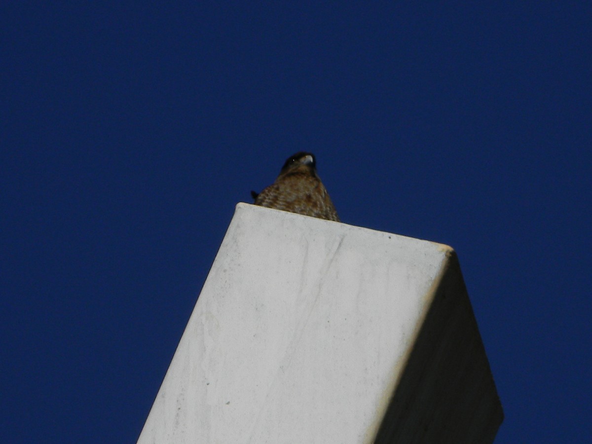 Chimango Caracara - ML638377860