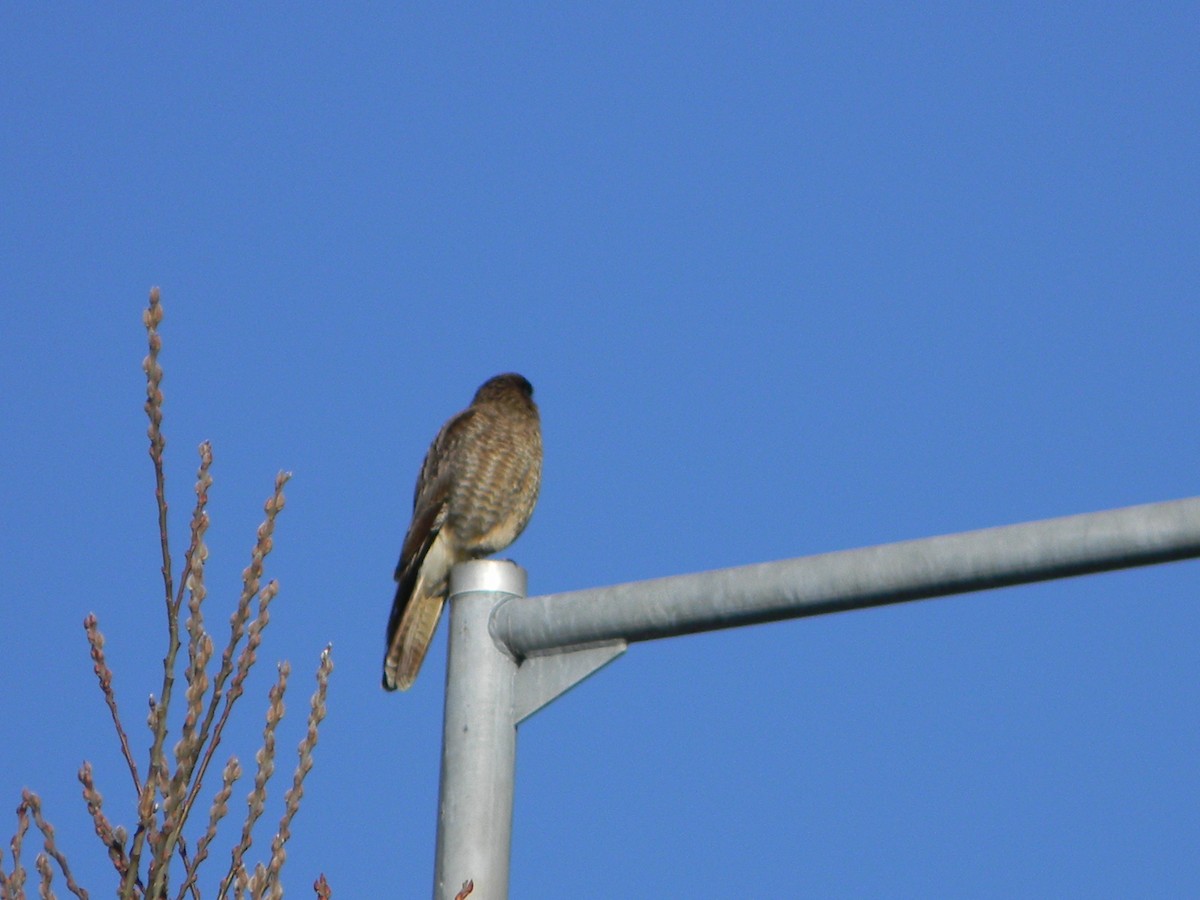 Chimango Caracara - ML638377863