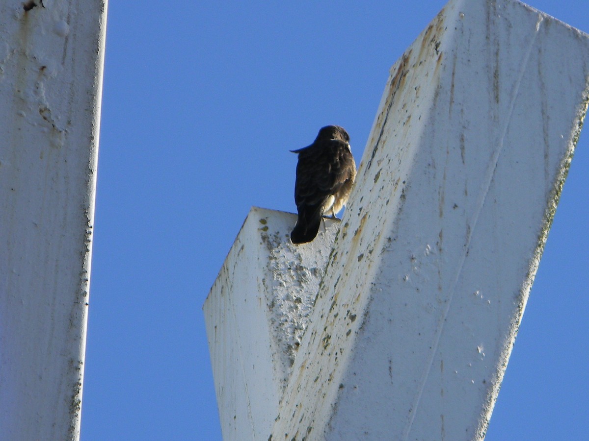 Chimango Caracara - ML638377879
