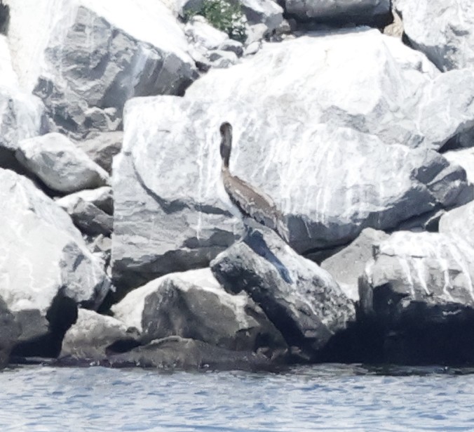 Brown Pelican - ML638377887