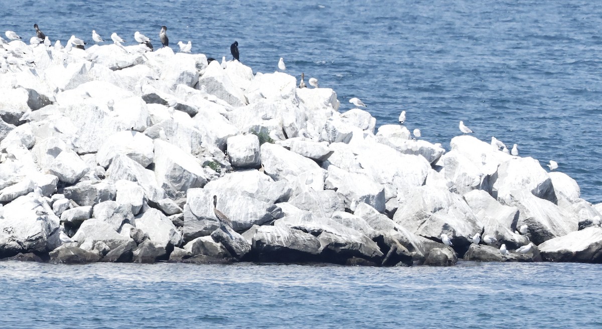 Brown Pelican - ML638377888