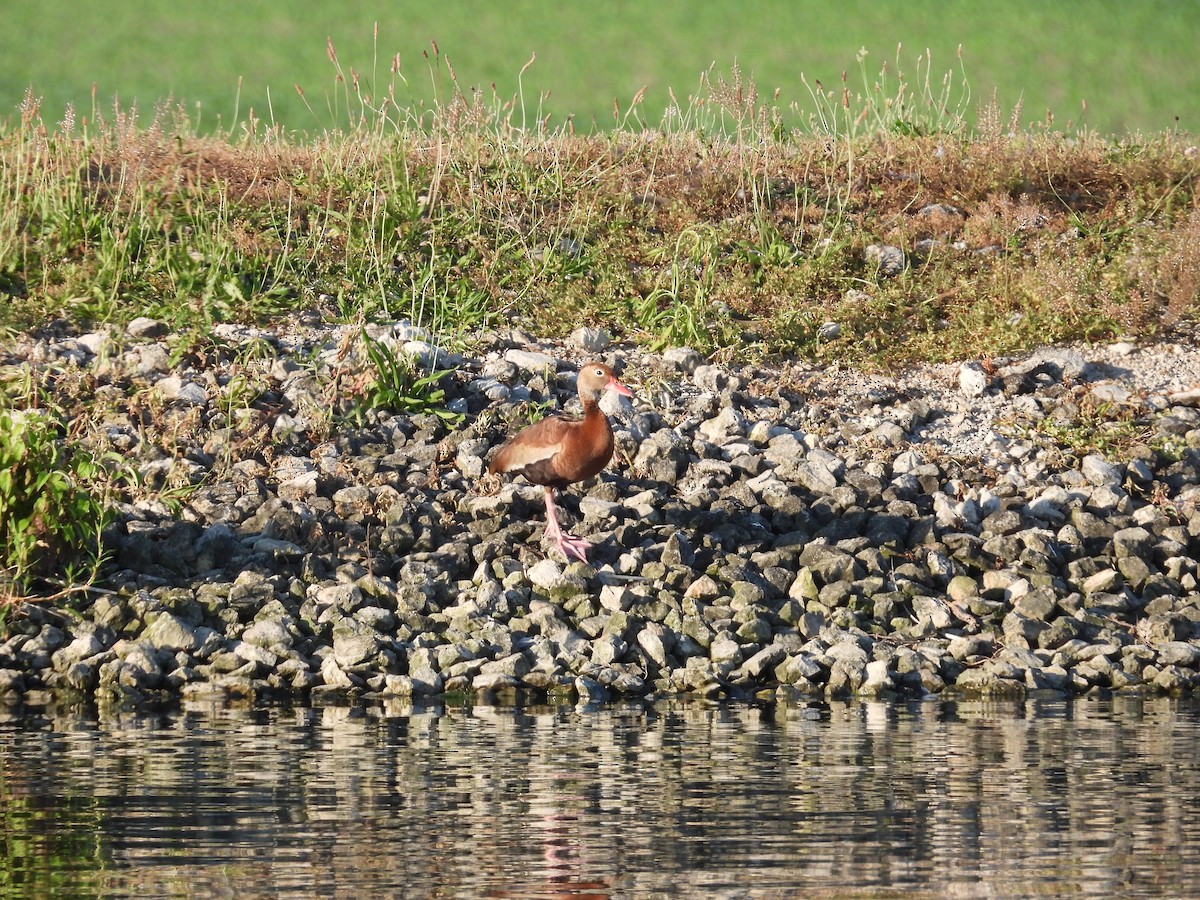 Black-bellied Whistling-Duck - ML638377937