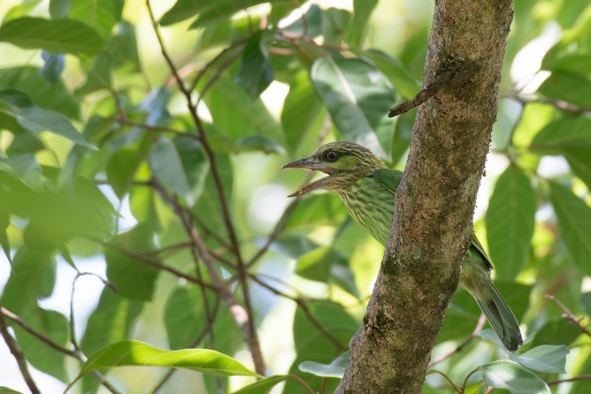 Green-eared Barbet - ML638377956
