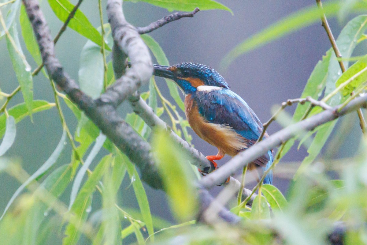 翠鳥 - ML638377958
