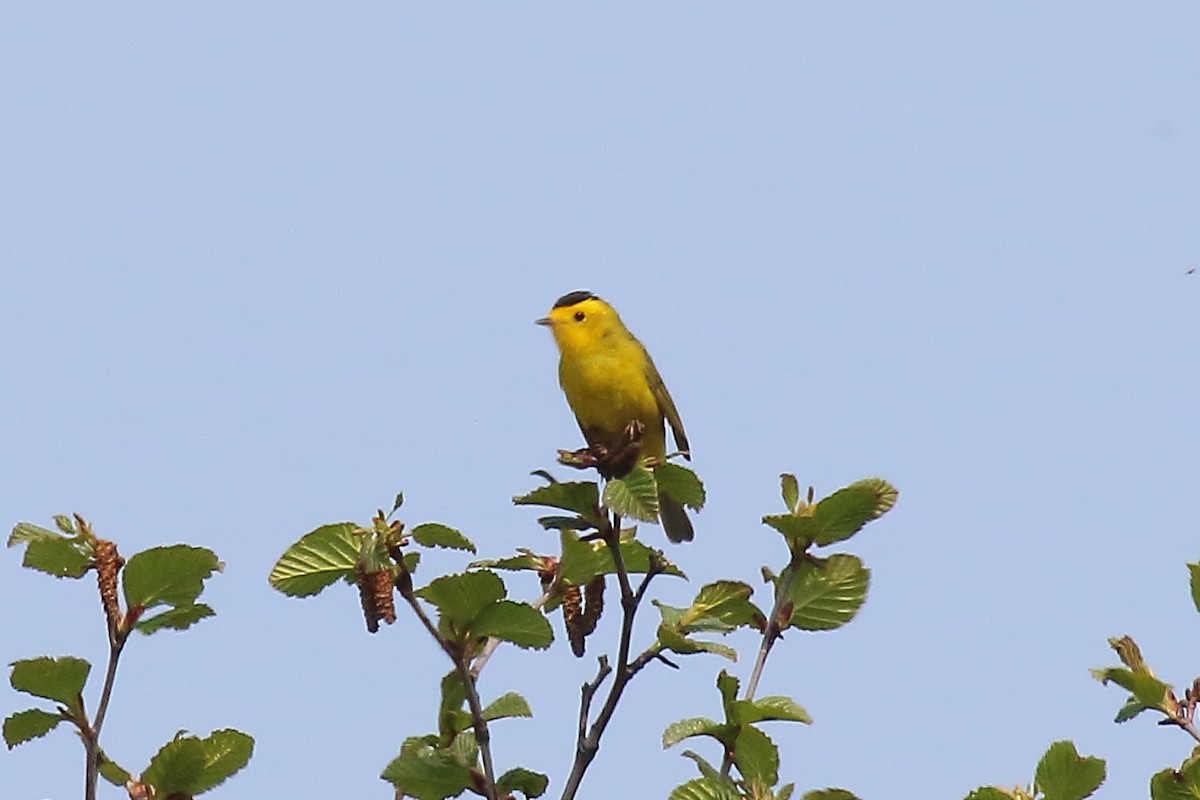 Wilson's Warbler - ML638377969