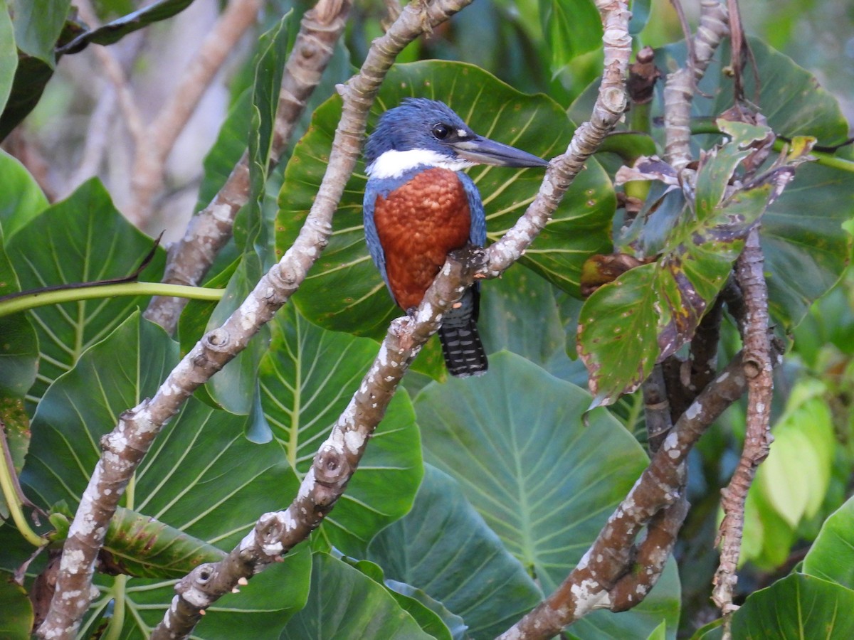 Ringed Kingfisher - ML638377973