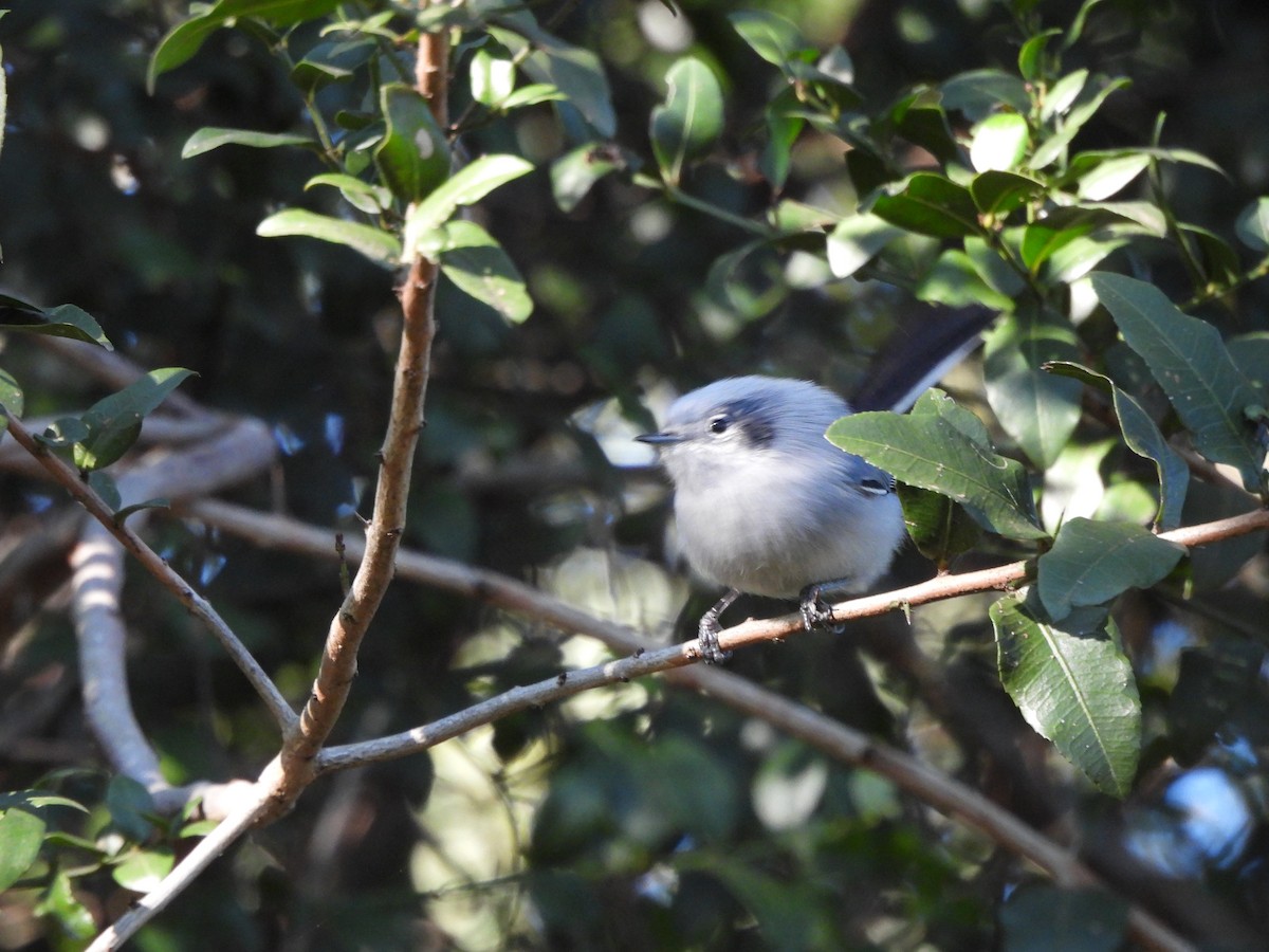 Masked Gnatcatcher - ML638378001