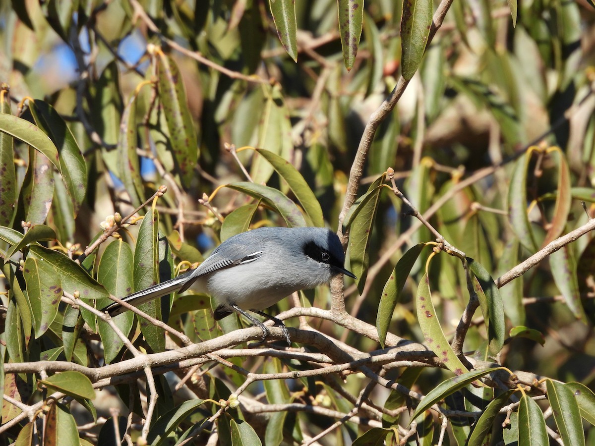 Masked Gnatcatcher - ML638378002