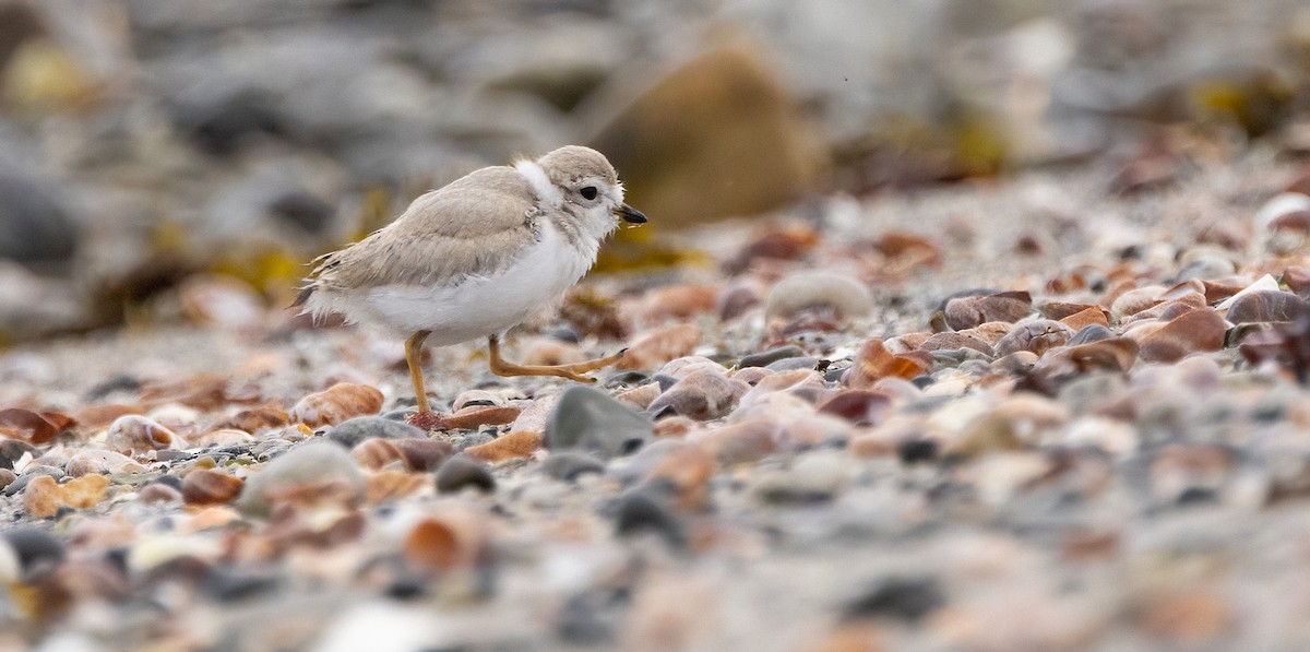 Piping Plover - ML638378011