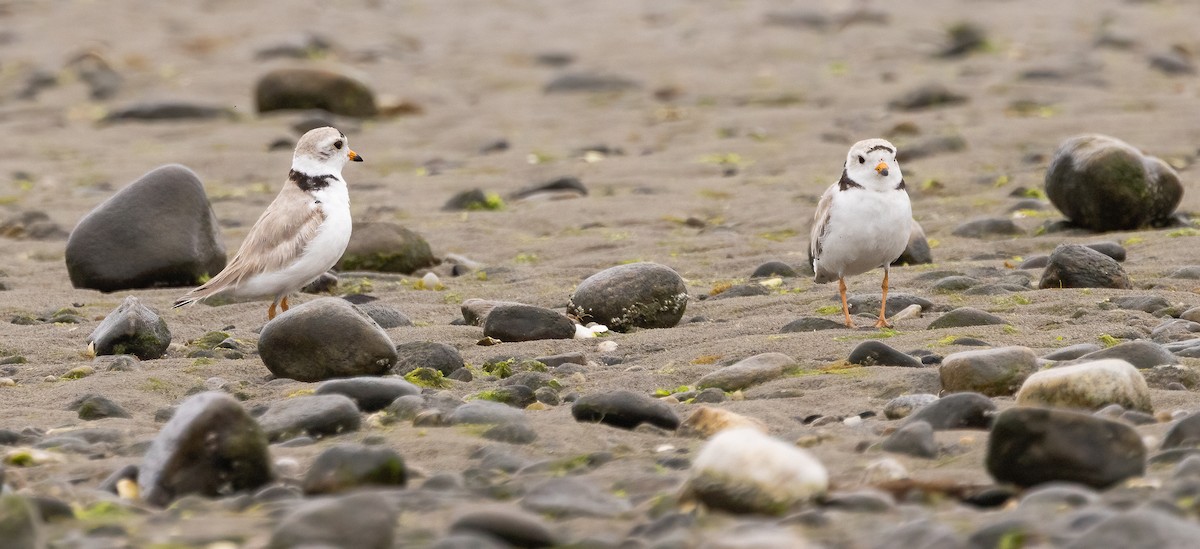 Piping Plover - ML638378012