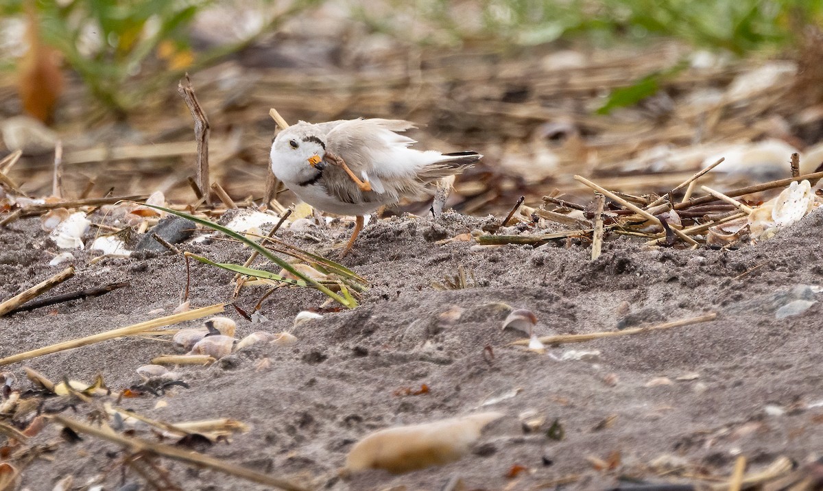 Piping Plover - ML638378013