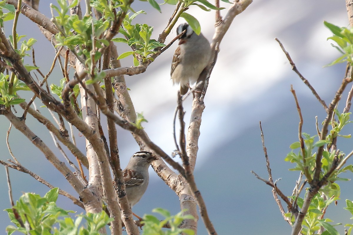 White-crowned Sparrow - ML638378019