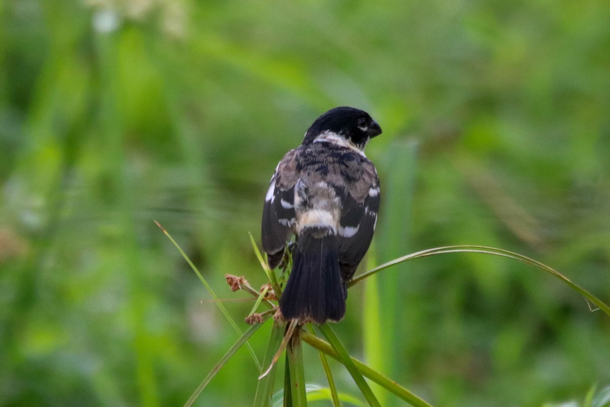 Morelet's Seedeater - ML638378020
