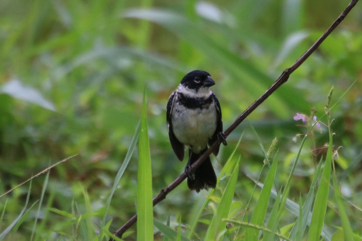Morelet's Seedeater - ML638378021