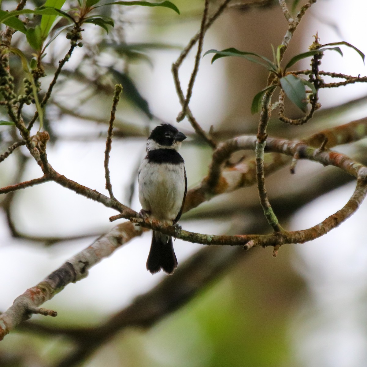 Morelet's Seedeater - ML638378022