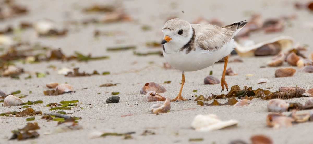 Piping Plover - ML638378029