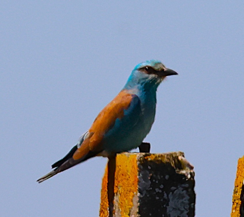 European Bee-eater - ML638378031