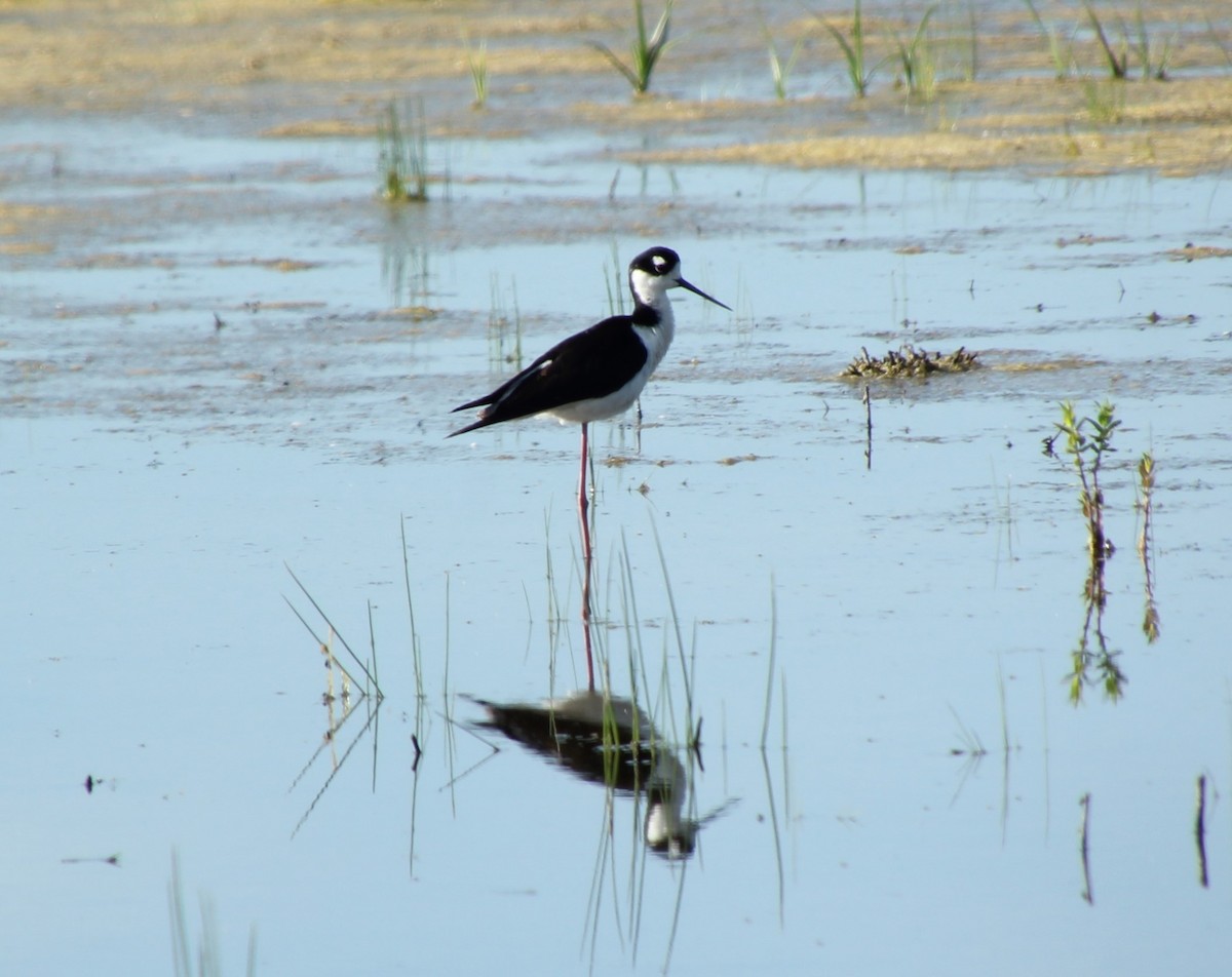 Black-necked Stilt - ML638378033
