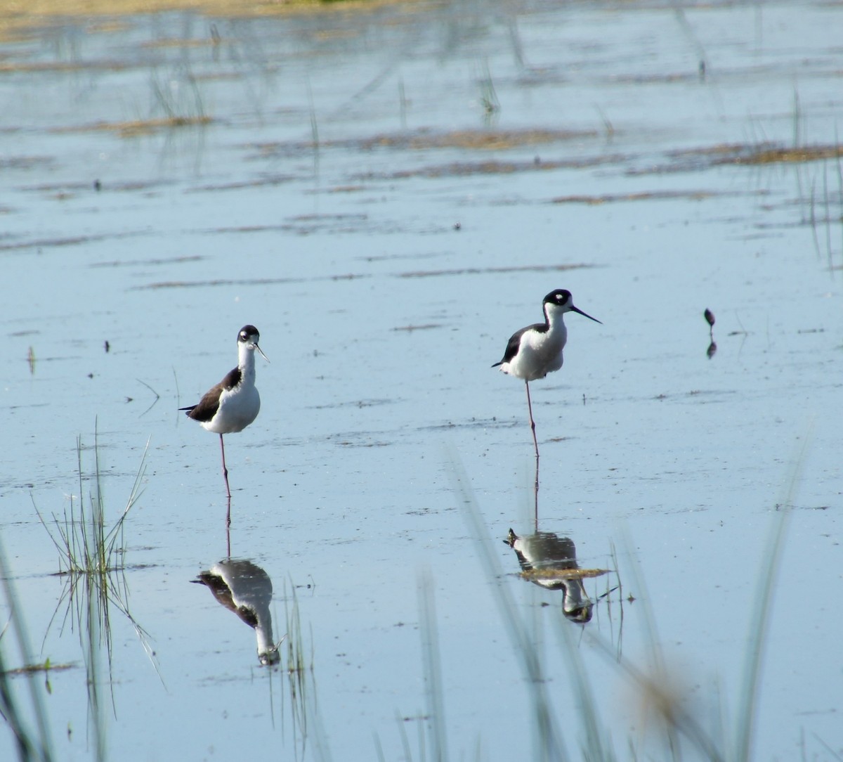Black-necked Stilt - ML638378034