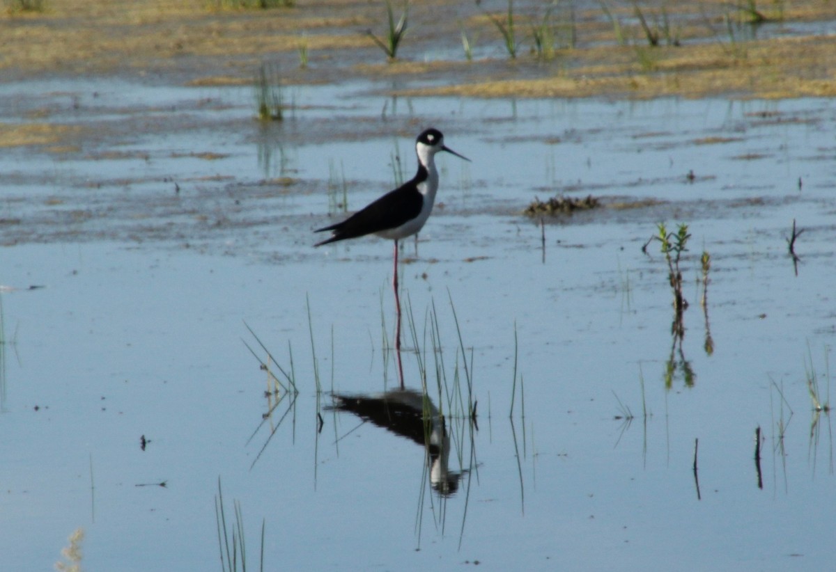 Black-necked Stilt - ML638378035