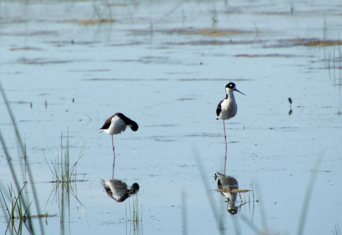 Black-necked Stilt - ML638378036