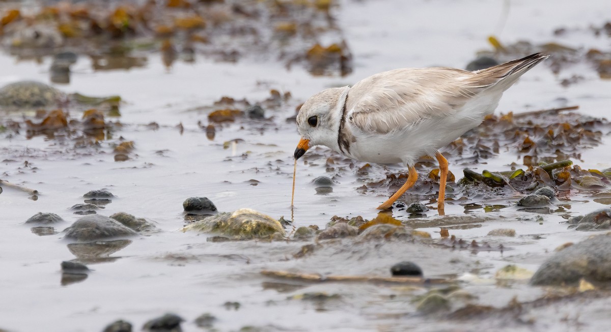 Piping Plover - ML638378043