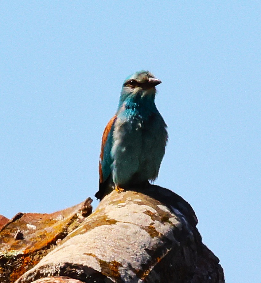 European Bee-eater - ML638378050