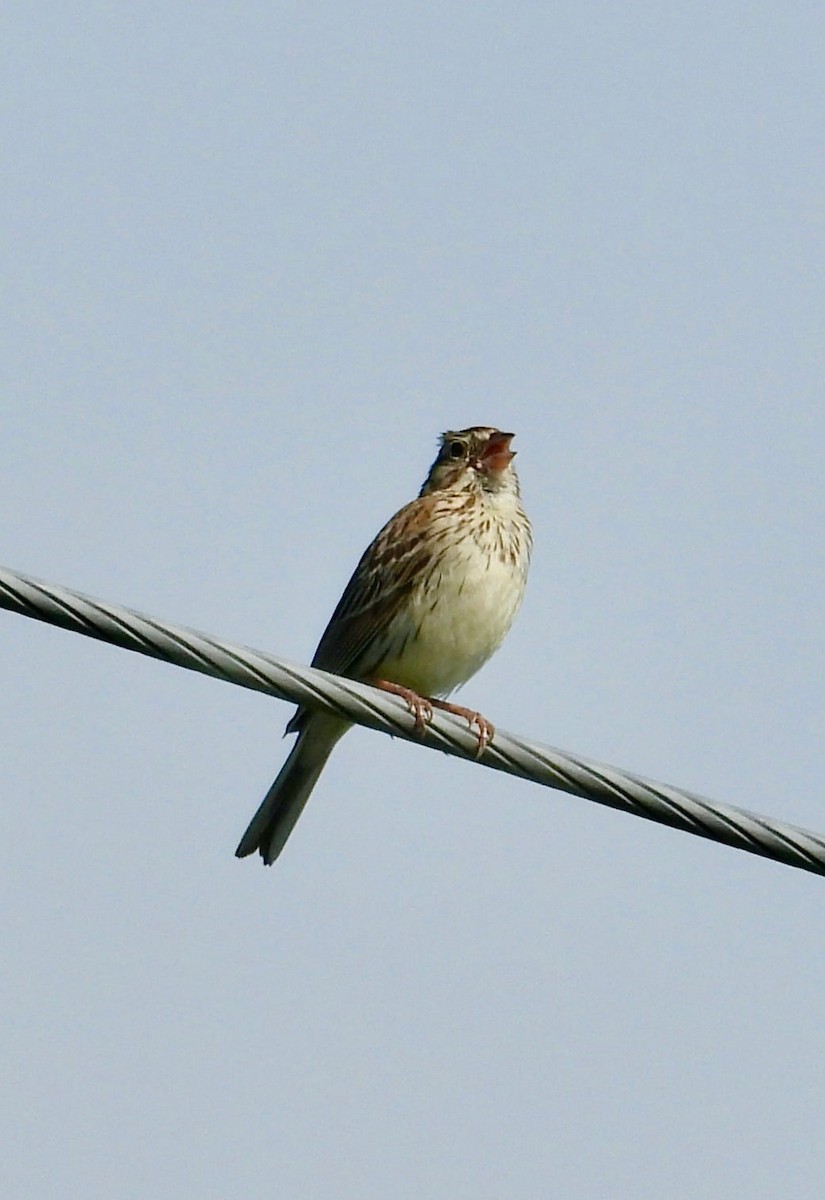 Vesper Sparrow - ML638378055