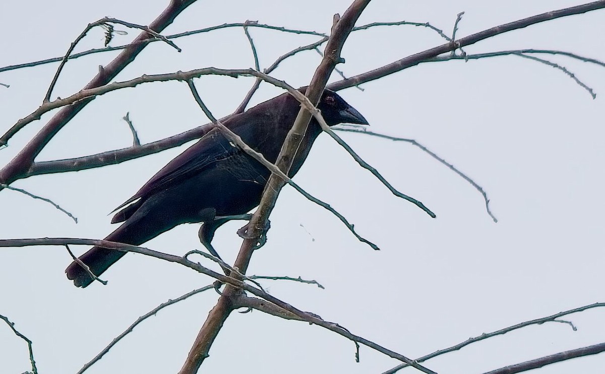 Bronzed Cowbird (Bronze-brown) - ML638378070