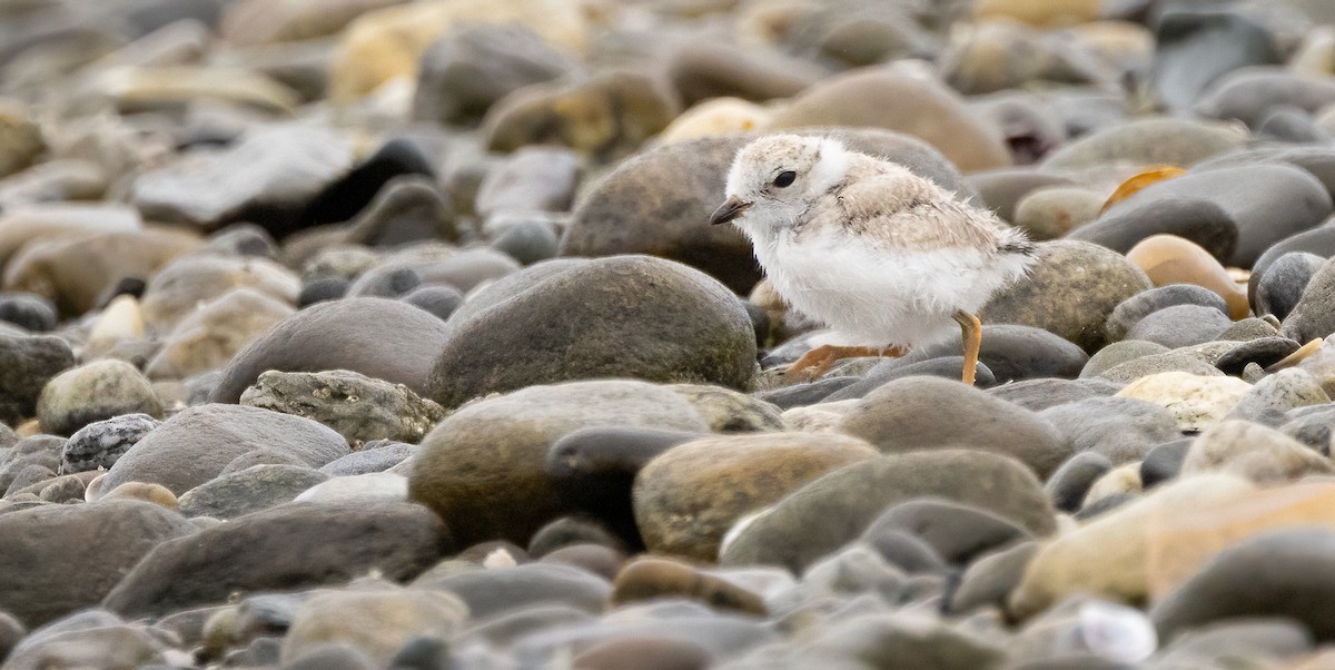 Piping Plover - ML638378076
