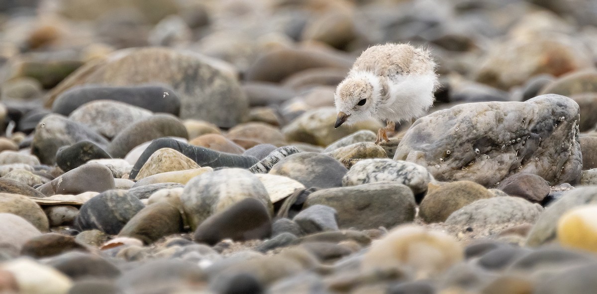 Piping Plover - ML638378080