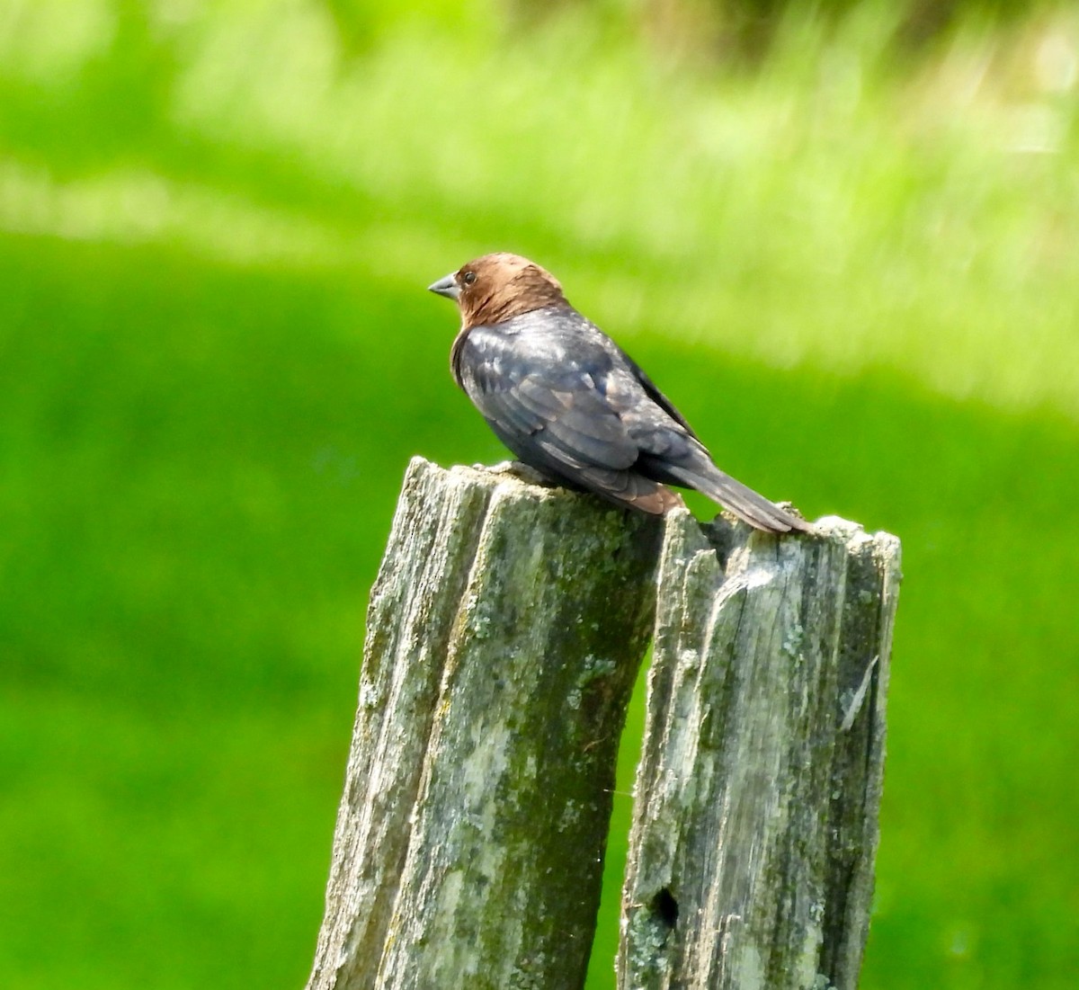 Brown-headed Cowbird - ML638378084