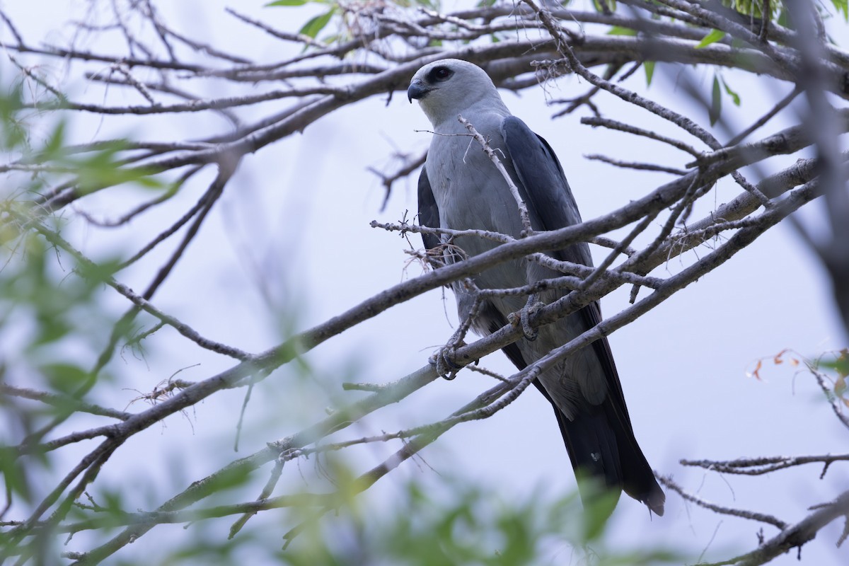 Mississippi Kite - ML638378092