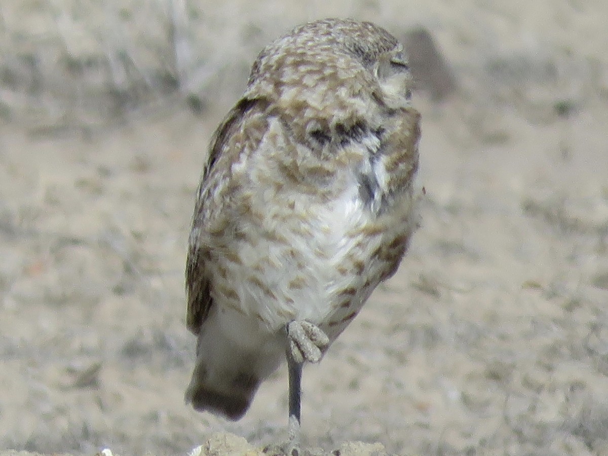 Burrowing Owl - ML638378093